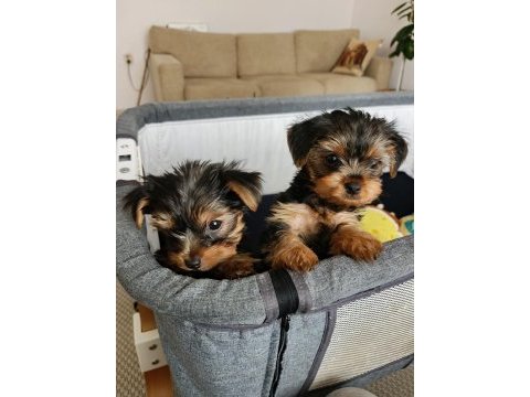 Dişi yorkshire terrier yavruları