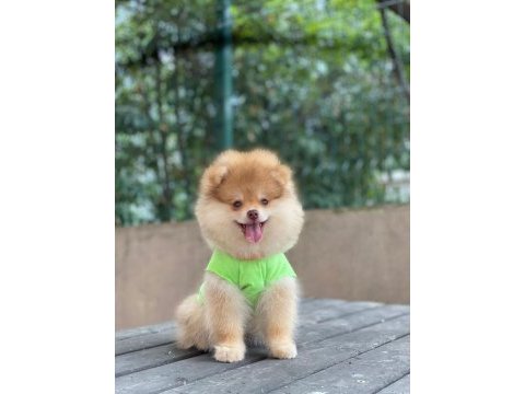 Pomeranian boo
