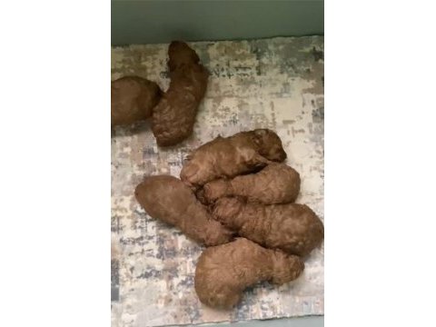 Haftaya teslim orjinal ev üretimi toy poodle
