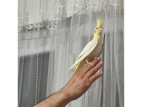 Erkek sultan papağanı lutino konuşuyor 4 ve 5 aylık