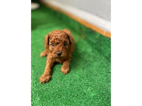 Poodle yavrularımız
