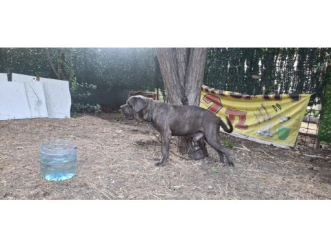Cane corso blue köpeğimiz