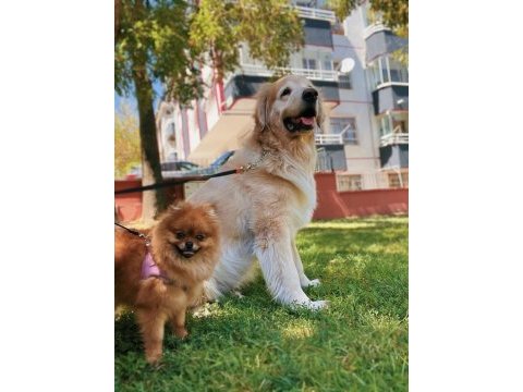 Pomeranian boo 2 yaşında