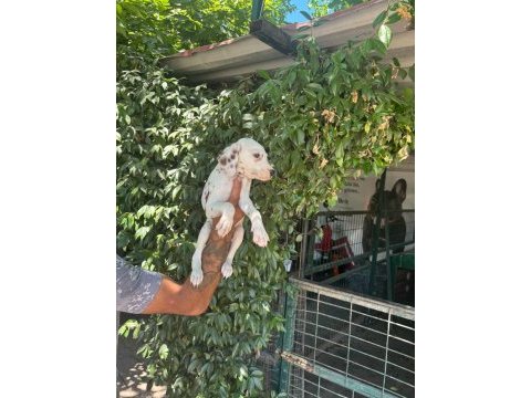 Dalmaçyalı yavru köpekler