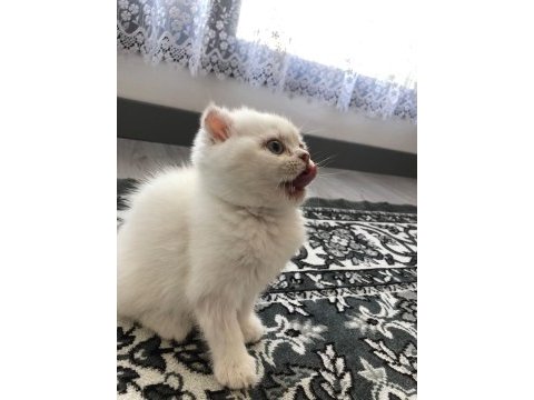 Scottish fold dişi mavi gözlü beyaz kedimiz