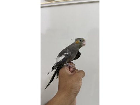 Sultan papağanı sahiplendirilecektir
