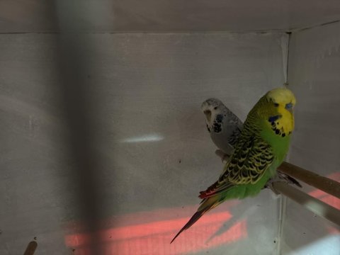 Yavrusu alınmış genç jumbo çift muhabbet kuşu