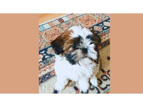 Saf kan shih tzu