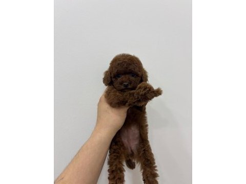 Kore kan poodle dişi yavru ırk ve sağlık garantili aşılı