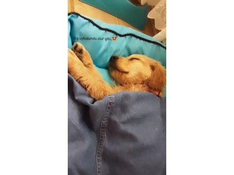 Evcil hayvan golden retriever