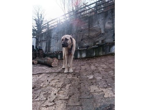Orjinal kangal sürü köpeği