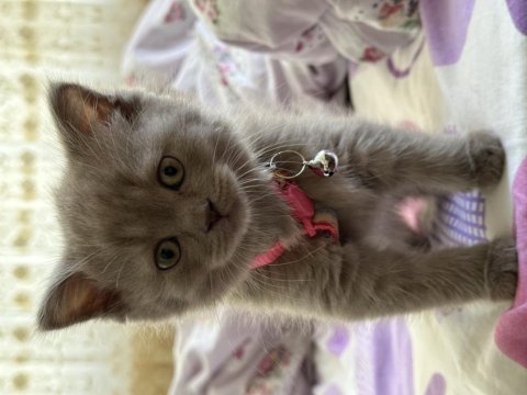 Sevimli ve oyuncu lilac dişi british shorthair