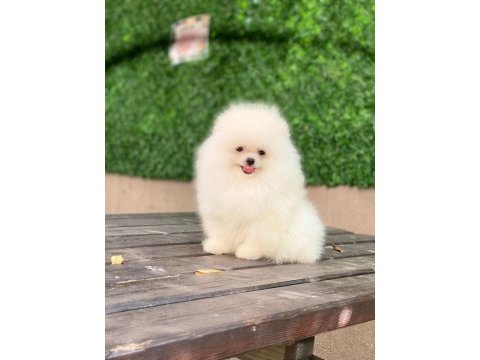Ayı suralı pomeranian yavrularımız