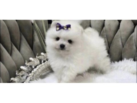 Pomeranian boo cinsi yavrumuz