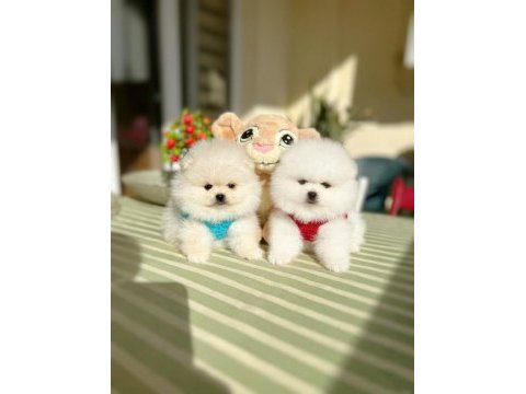 2 erkek ayıcıklar pomeranian boo