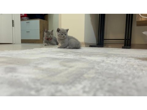 Saf ırk british shorthair yavrularım