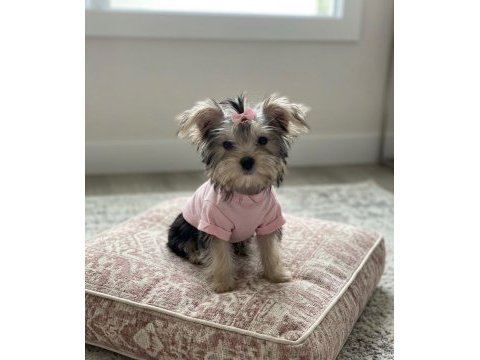 Teacup büyümeyen morkie yavrular