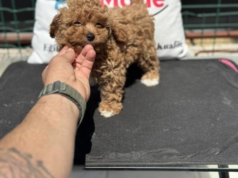 Petmode köpek çiftliğinde ziyarete açık kore maltipoo