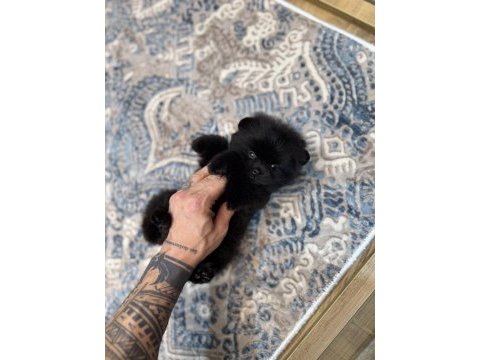 En lüx pomeranian yavrumuz karaböcük