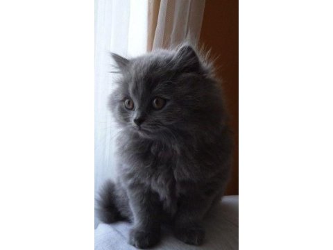 A++ a62 orjinal british longhair yavrular