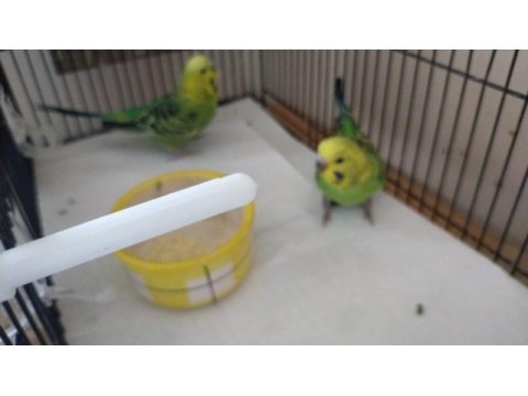 Jumbo yavru muhabbet kuşları