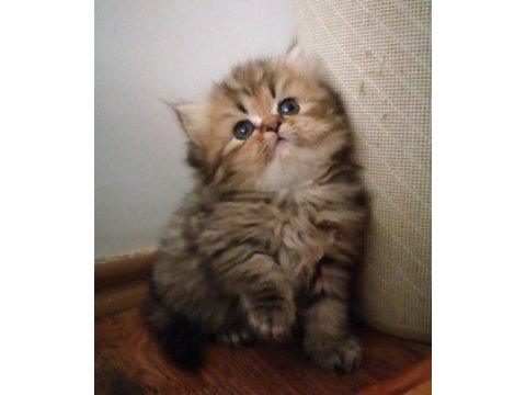 Ücretsiz a kalite bebek persian