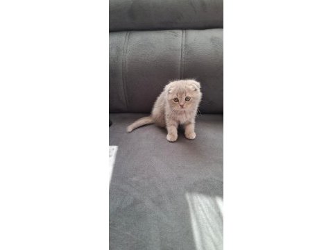 Scottish fold kedimiz için ulaşın