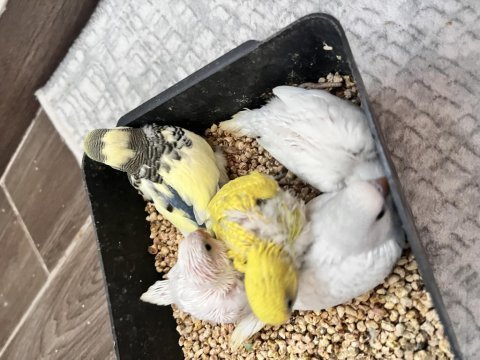 Ev üretimi minik muhabbet kuşlar
