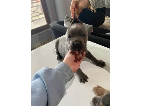 A kalite cane corso safkan blue ve blue tan