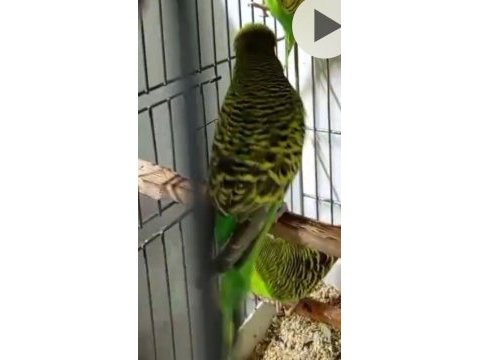 Jumbo muhabbet kuşu yavrular