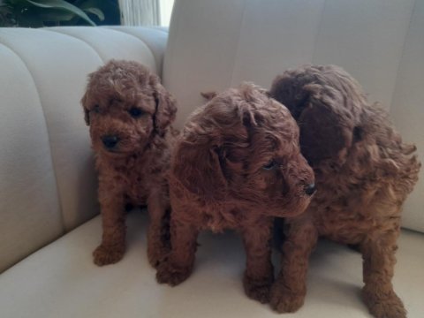 Orjinal toy poodle yavrularımız