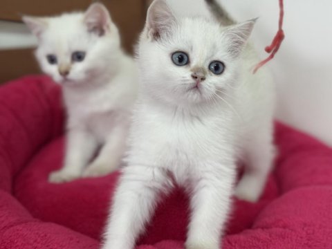 En güzel british shorthair ve longhair yavrular