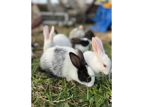 Birbirinden farklı sevimli mi sevimli tavşanlar