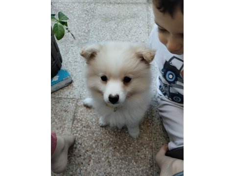 Pomeranian spitz