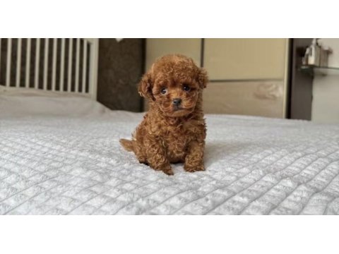 Toy poodle köpeği