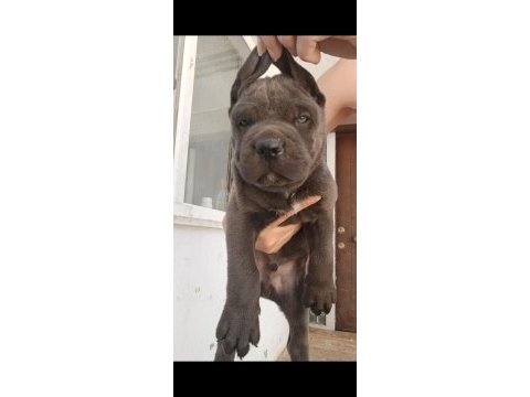 Blue ve siyah cane corsolarım
