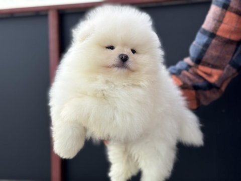 Petmode köpek çiftliğinden tea cup pomeranian boo