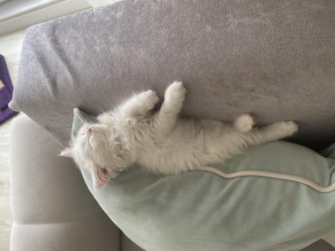 3 aylık british longhair yavrumuz