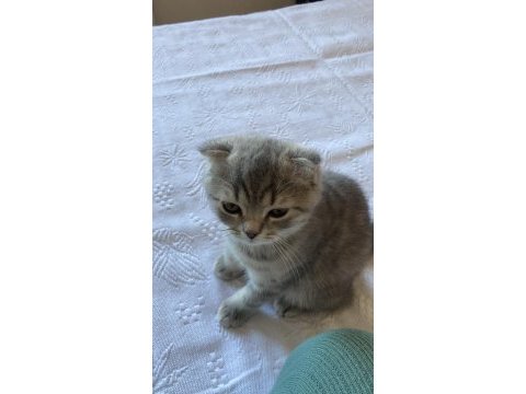 3 aylık erkek scottish fold