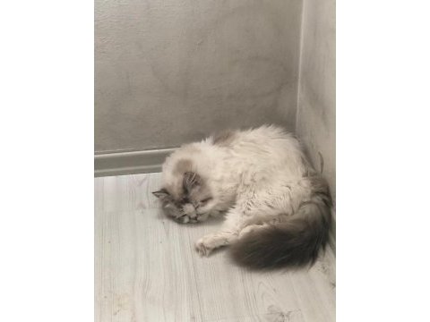 British longhair erkek kedime eş ilanı