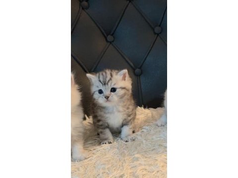 British shorthair 55 günlük