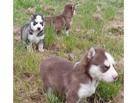 Sibirya kurdu (husky) yavruları üretim çiftliğinden