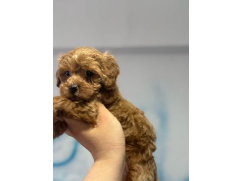 Maltipoo bebeklerimiz yeni ailesini bekliyor