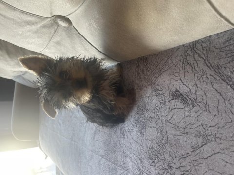 Safkan yorkshire terrier