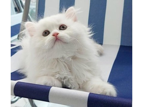 British longhair kar beyaz prenses