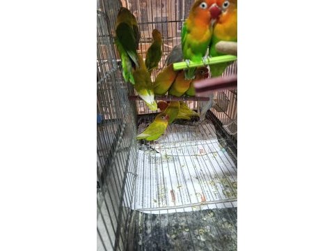Renk güzeli cennet papağanları