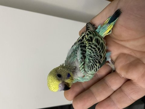 Yeme düşmek üzere olan muhabbet kuşları