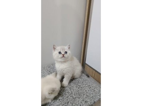 Point british shorthair kız kardeşler