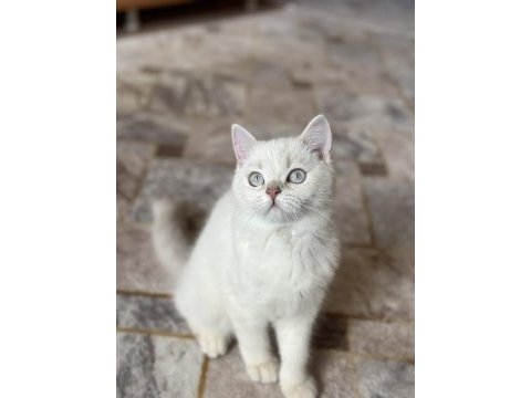 İşimden dolayı kedimi sahiplendiriyorum