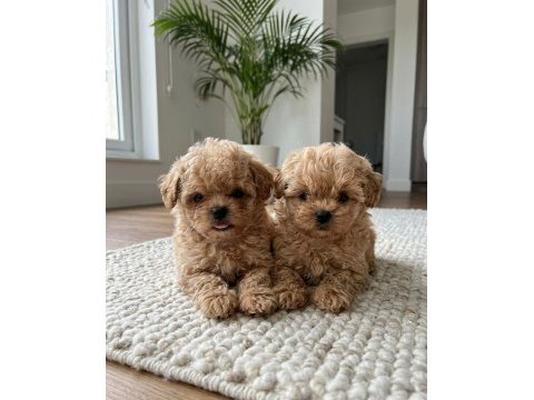 Ankarada ziyarete açık tea cup kore maltipoo